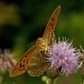 Butterfly Silver-washed Fritillary Argynnis paphia Royalty Free Stock Photo