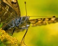 Butterfly Silver-washed Fritillary Argynnis paphia in close-up Royalty Free Stock Photo