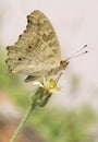 Butterfly sip nectar from flower