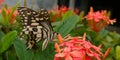 Butterfly Sipping on a Santan Royalty Free Stock Photo