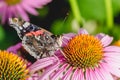 Butterfly sit on a beautiful pink flower/beautiful bright motley butterfly sits on a flower. Beautiful wildlife background