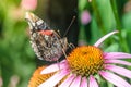 Butterfly Sit On A Beautiful Pink Flower/beautiful Bright Motley Butterfly Sits On A Flower. Beautiful Wildlife Background