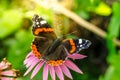 Butterfly sit on a beautiful pink flower echinacea/beautiful bright motley butterfly sits on an unusual flower echinacea in a Royalty Free Stock Photo