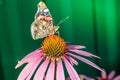 Butterfly sit on a beautiful pink flower echinacea/beautiful bright motley butterfly sits on an unusual flower echinacea in a Royalty Free Stock Photo