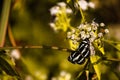 Butterfly sit on yeallow leaf