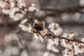 A butterfly sits on a blossoming apricot tree Royalty Free Stock Photo