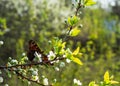 Butterfly sits on a branch with blossoming flowers in the garden with the other flowers bokeh background Royalty Free Stock Photo