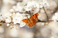 A butterfly sits on a branch of a flowering tree Royalty Free Stock Photo