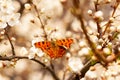 A butterfly sits on a branch of a flowering tree Royalty Free Stock Photo