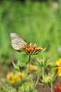 A butterfly sits on a bright flower in clear sunny weather. Royalty Free Stock Photo