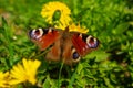 Butterfly sits on the yellow flower Royalty Free Stock Photo