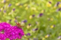 A butterfly sits on a carnation flower on a sunny summer day Royalty Free Stock Photo