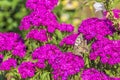 A butterfly sits on a carnation flower on a sunny summer day Royalty Free Stock Photo