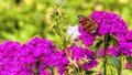 A butterfly sits on a carnation flower on a sunny summer day Royalty Free Stock Photo