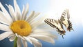 Butterfly sits on a chamomile flower. Insect with beautiful wings. close up Macro