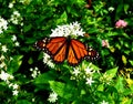 Beautiful monarch butterfly with a broken wing