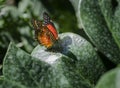 Butterfly on Speckled Leaf