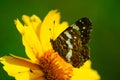 Butterfly sits on a flower