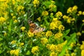 A butterfly sits on a flower Royalty Free Stock Photo