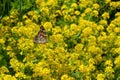 A butterfly sits on a flower Royalty Free Stock Photo