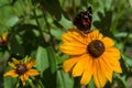 Butterfly sits on a flower Rudbeckia summerina Royalty Free Stock Photo