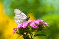 The butterfly sits on flowers Royalty Free Stock Photo