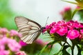 The butterfly sits on flowers Royalty Free Stock Photo