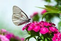 The butterfly sits on flowers Royalty Free Stock Photo