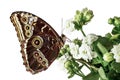 Butterfly sits on flowers. on white background, studio Royalty Free Stock Photo