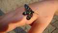 Butterfly sits on a girl hand. kid wants to become a Biologist or exotic vet Royalty Free Stock Photo