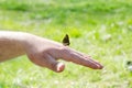 A butterfly sits on the hand of a man or an adult man on a background of green nature Royalty Free Stock Photo