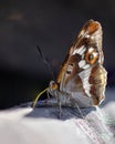 The butterfly sits on its sleeve with its wings folded. Brown, red butterfly, large eyes, long proboscis. Royalty Free Stock Photo