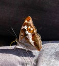 The butterfly sits on its sleeve with its wings folded. Brown, red butterfly, large eyes, long proboscis Royalty Free Stock Photo