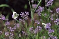 Butterfly sits on a lavender flower two butterflies over lavender flowers Royalty Free Stock Photo