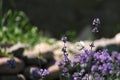 Butterfly sits on a lavender flower two butterflies over lavender flowers Royalty Free Stock Photo