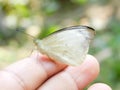 Butterfly sits on a man hand. white, fralgile butterfy wings on man fingers create harmony of nature, beauty magic close-up