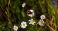 Butterfly sits on medicinal chamomile flower Royalty Free Stock Photo