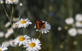 Butterfly sits on medicinal chamomile flower Royalty Free Stock Photo