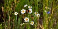 Butterfly sits on medicinal chamomile flower Royalty Free Stock Photo