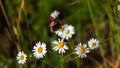 Butterfly sits on medicinal chamomile flower Royalty Free Stock Photo