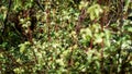 Butterfly sits on nettle bush