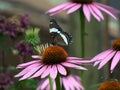 A butterfly sits perched on pink cone flower Royalty Free Stock Photo