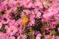 A butterfly sits on a pink aster.