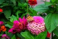 A butterfly sits on a pink flower close-up. Background with a beautiful butterfly on a flower Royalty Free Stock Photo