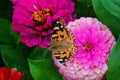 A butterfly sits on a pink flower close-up. Background with a beautiful butterfly on a flower Royalty Free Stock Photo