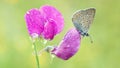 Butterfly sits on a pink flower in the garden Royalty Free Stock Photo
