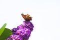 Butterfly sits on the purple blossom of the lilac. Royalty Free Stock Photo