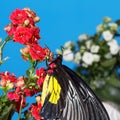 Butterfly sits on red flowers. Blue background, studio macro photo. Royalty Free Stock Photo