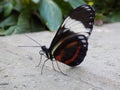 Butterfly sits upon stone wall