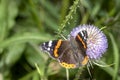 Butterfly sits on a thistle blossom against a blurred green background Royalty Free Stock Photo